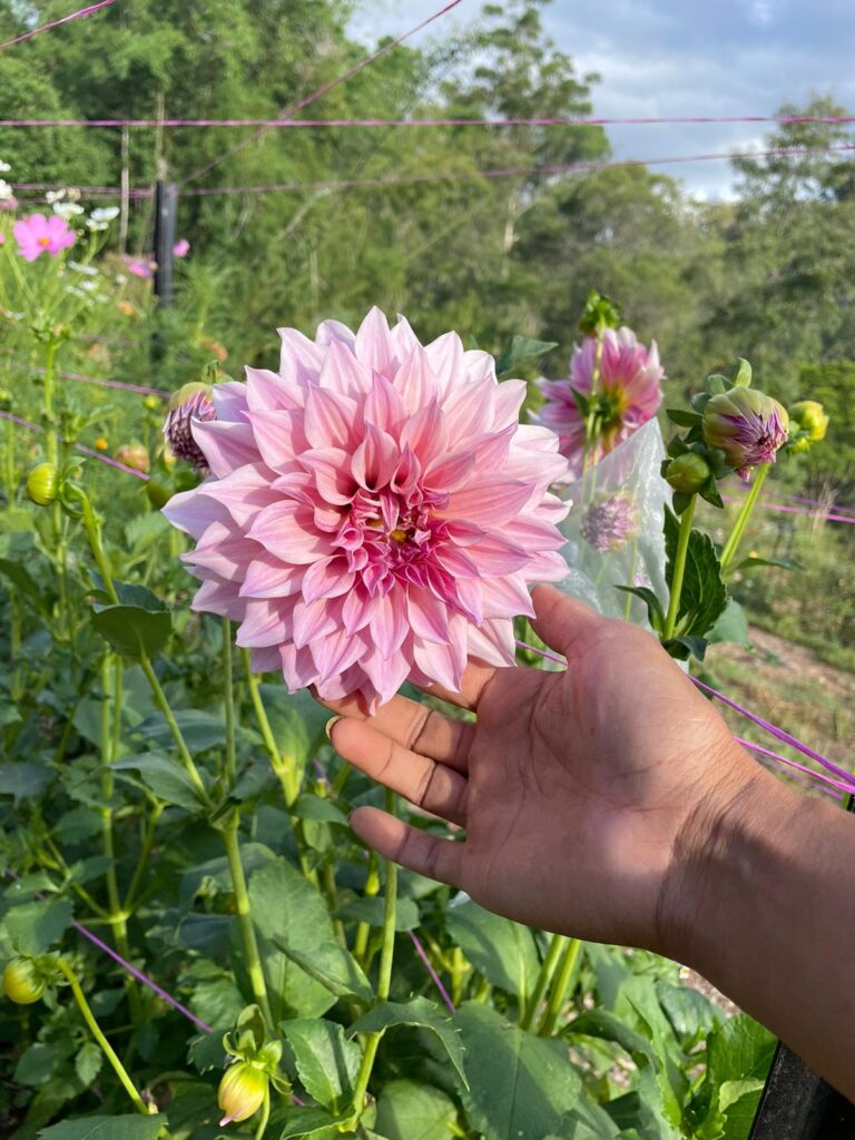 Flower Farmstead Cafe Au Lait