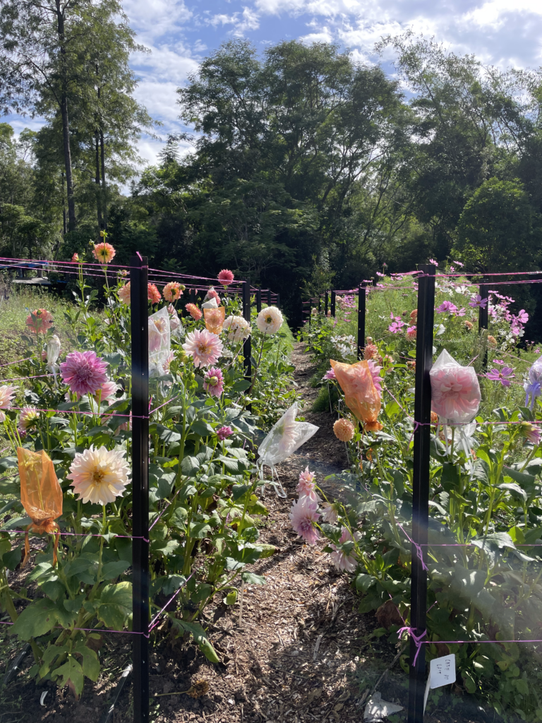 Flower Farmstead - Dahlias