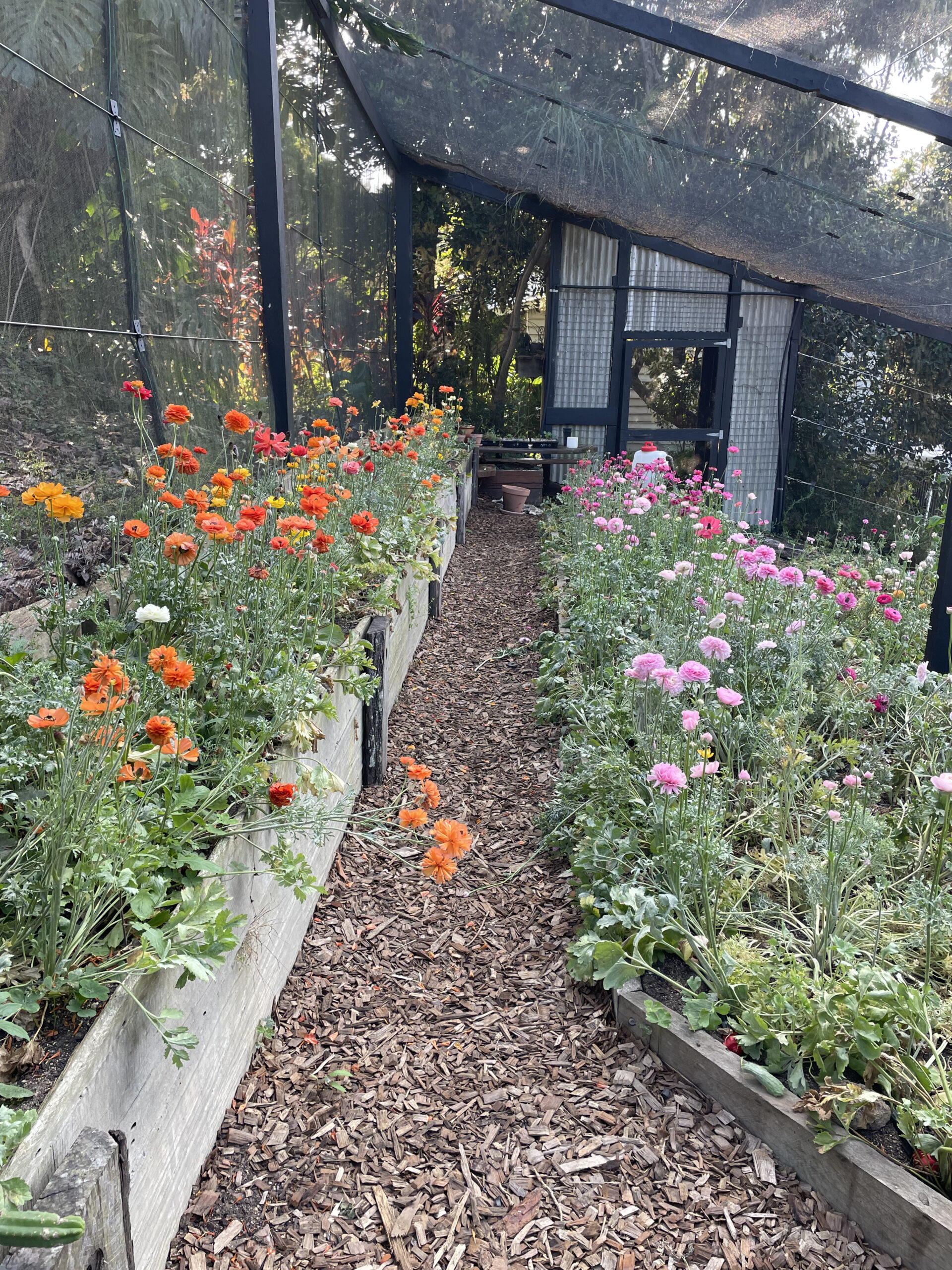 Flower Farmstead - Ranunculus grown in greenhouse