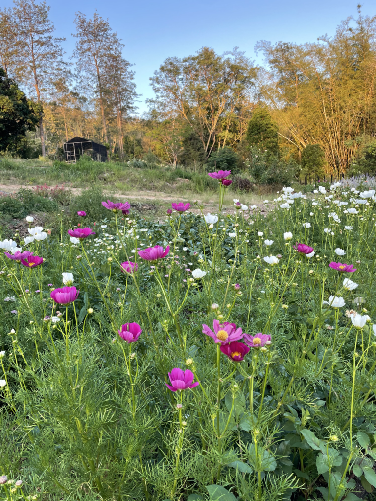 3 of the Easiest Flowers to Grow From Seed